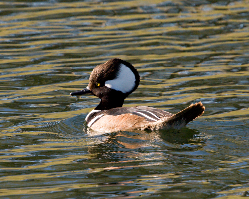 Hooded Merganser