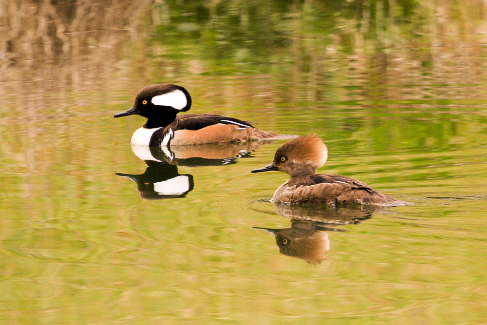 Hooded Merganser pair