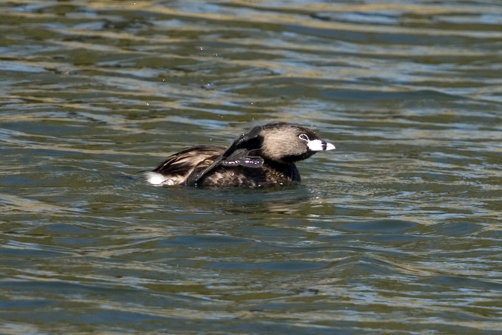 Itchy Grebe
