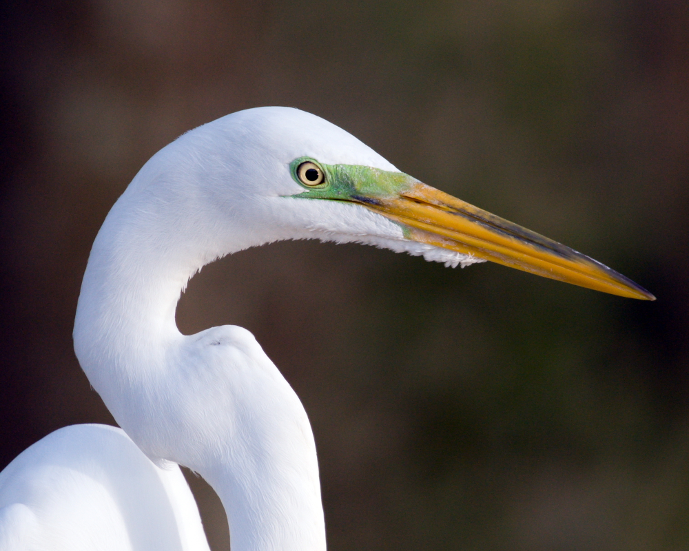Great Egret colors