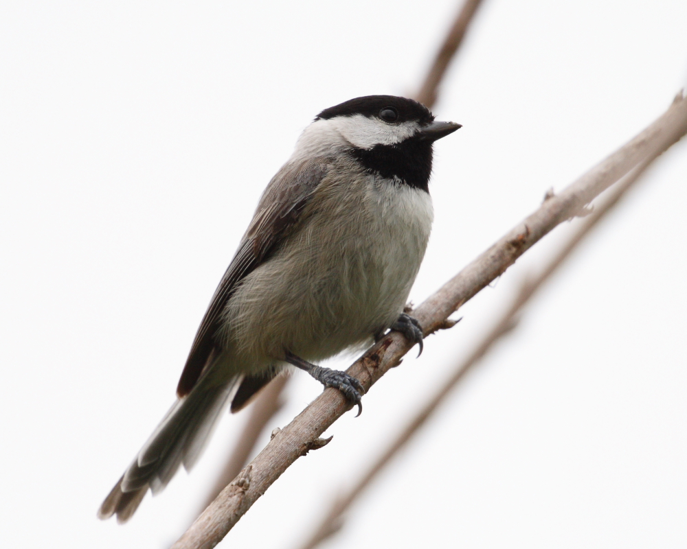 carolina chickadee II
