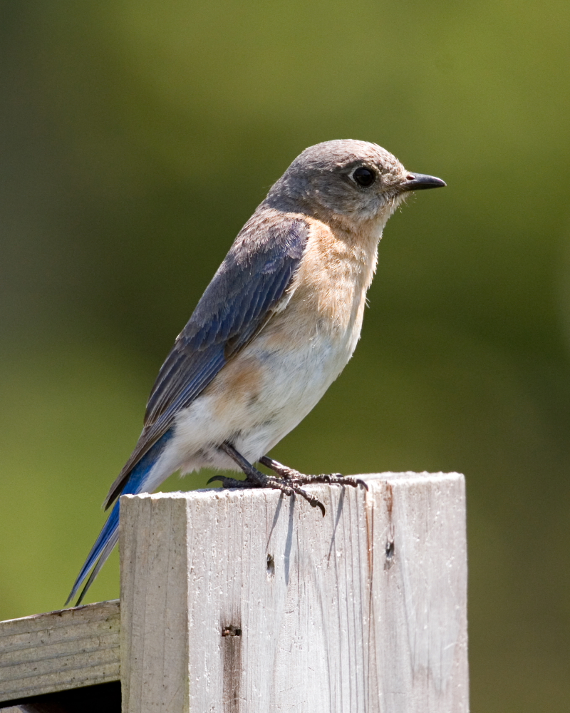 Homeless Bluebird