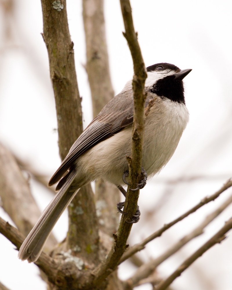 Carolina Chickadee I