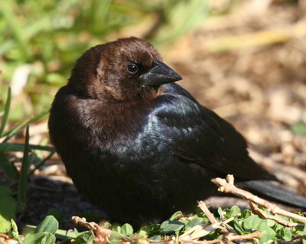 brownheaded cowbird
