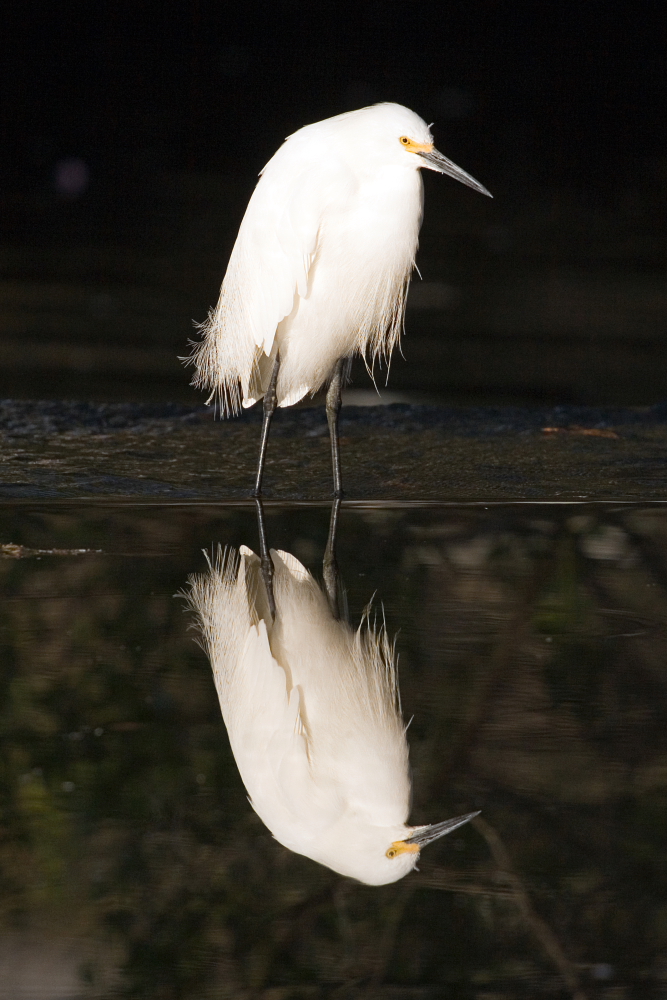 Mirror reflection