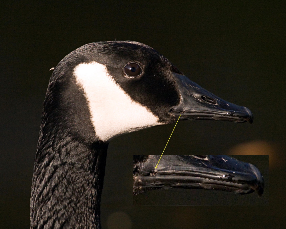 Geese have TEETH?