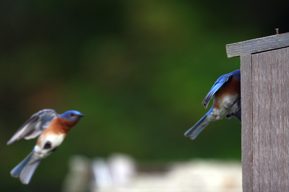 Project Bluebird