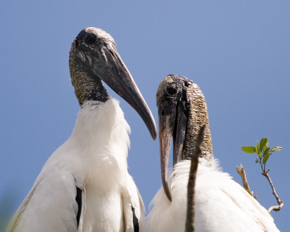 mom and dad woodstork