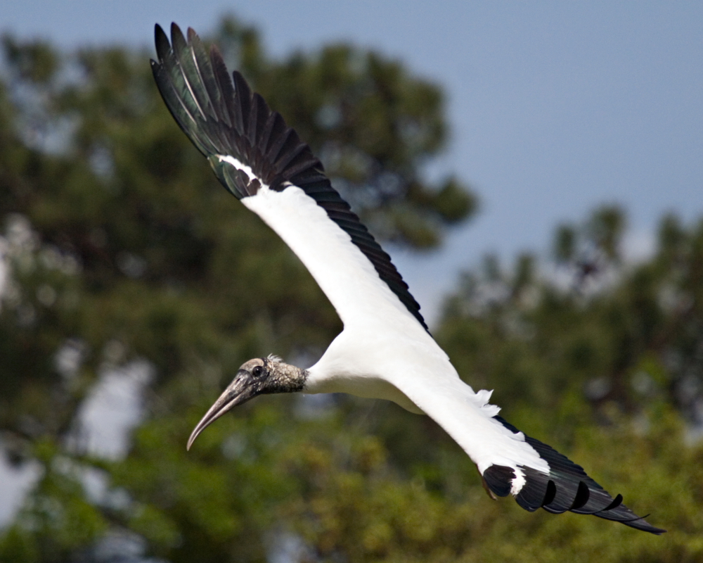 Woodstork banking