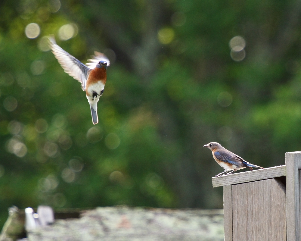 Project Bluebird cont.