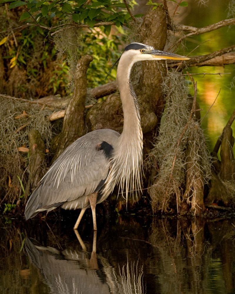 King of the Pond
