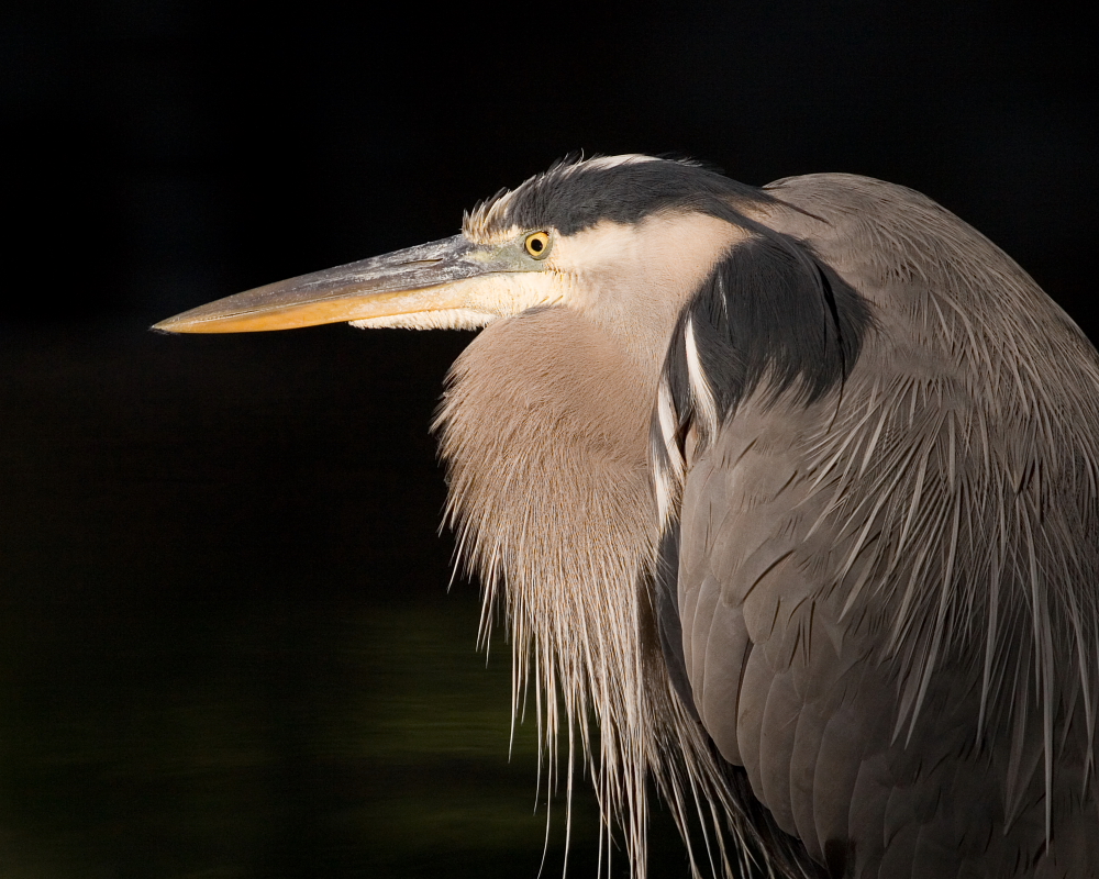Pond King Portrait