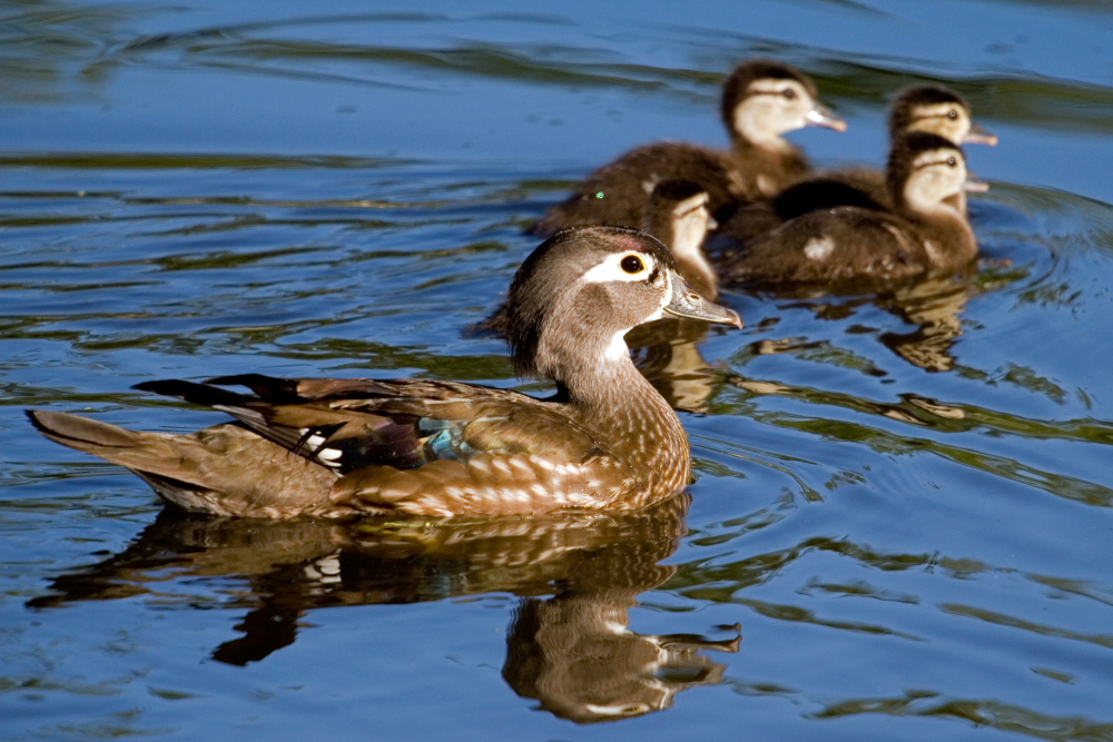 Wood duck Mom and babes