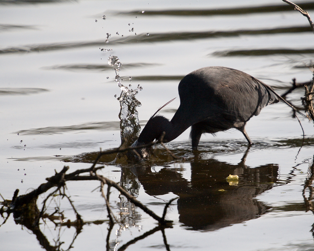 Little Blue Heron strike