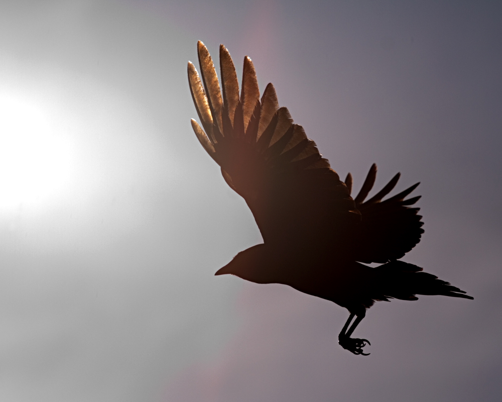 Son of Icarus