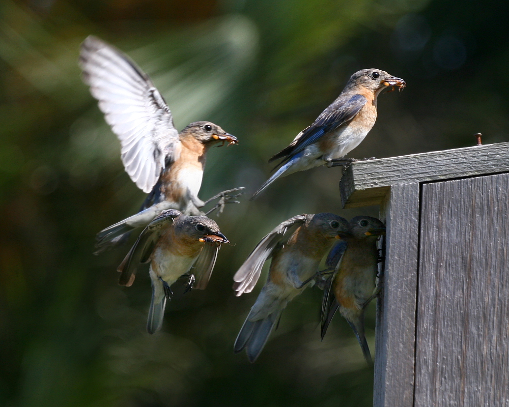 Project Bluebird Busy Mom