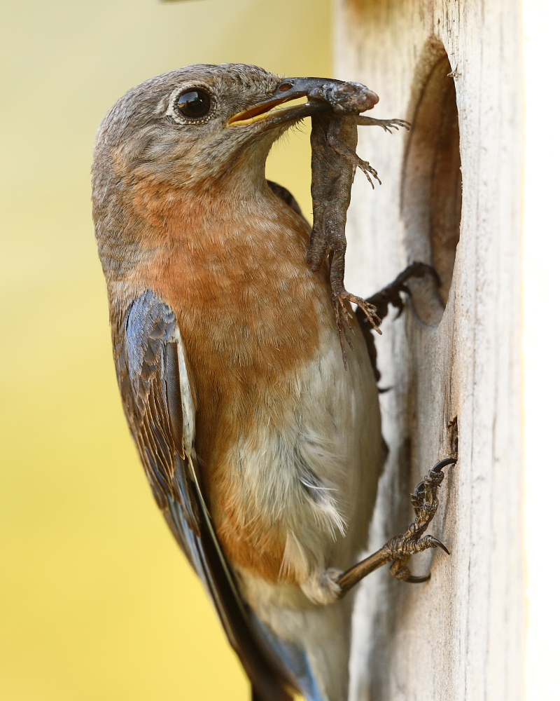 Project Bluebird Mom with dinner