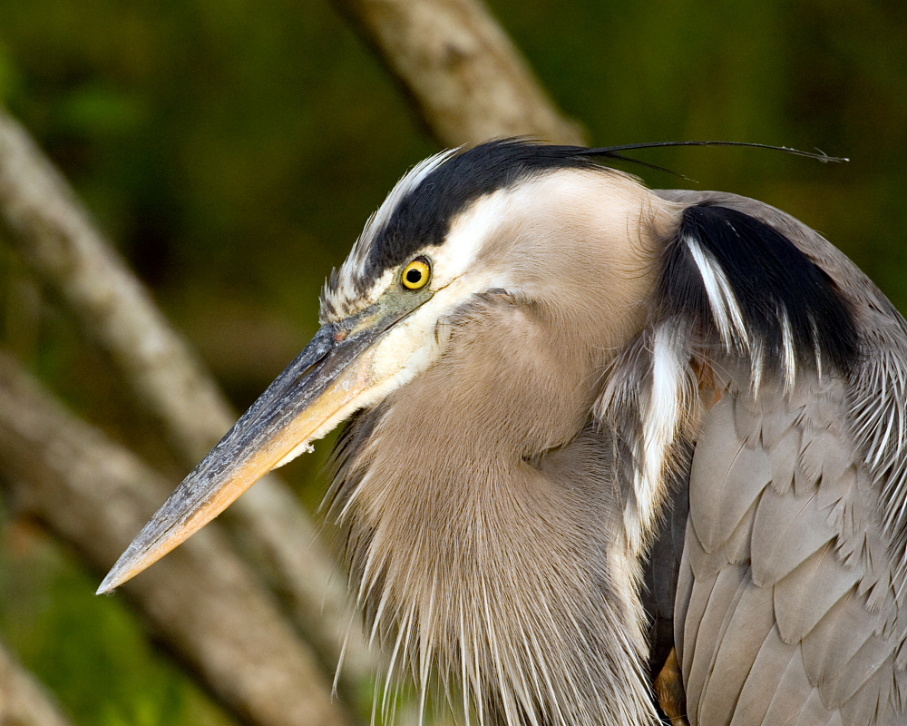 Great Blue Heron profile