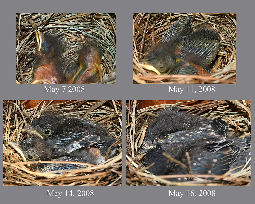 Project Bluebird Chicks