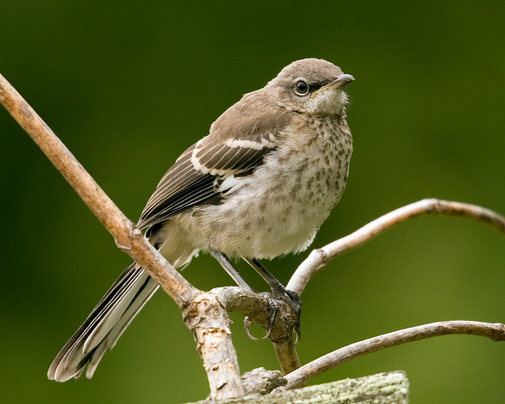 Mockingbird fledgling