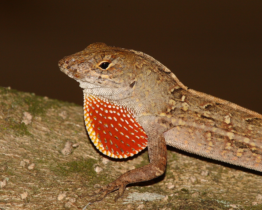 Brown Anole