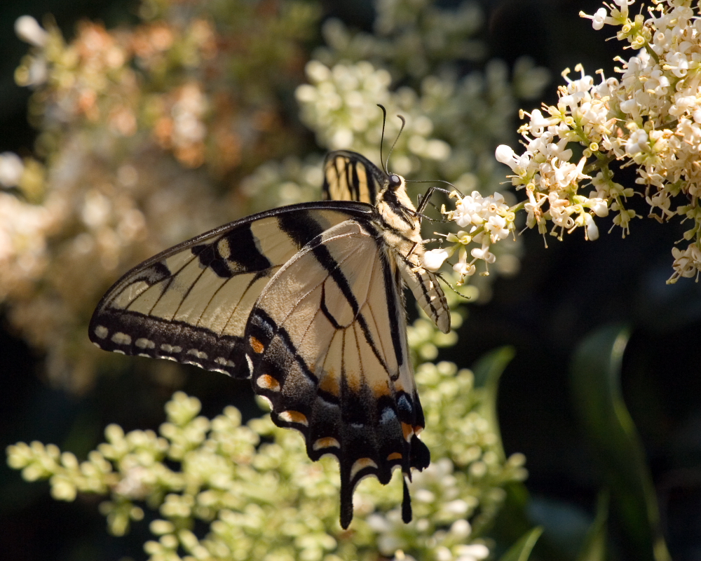 Eastern Tiger Swallowtail female