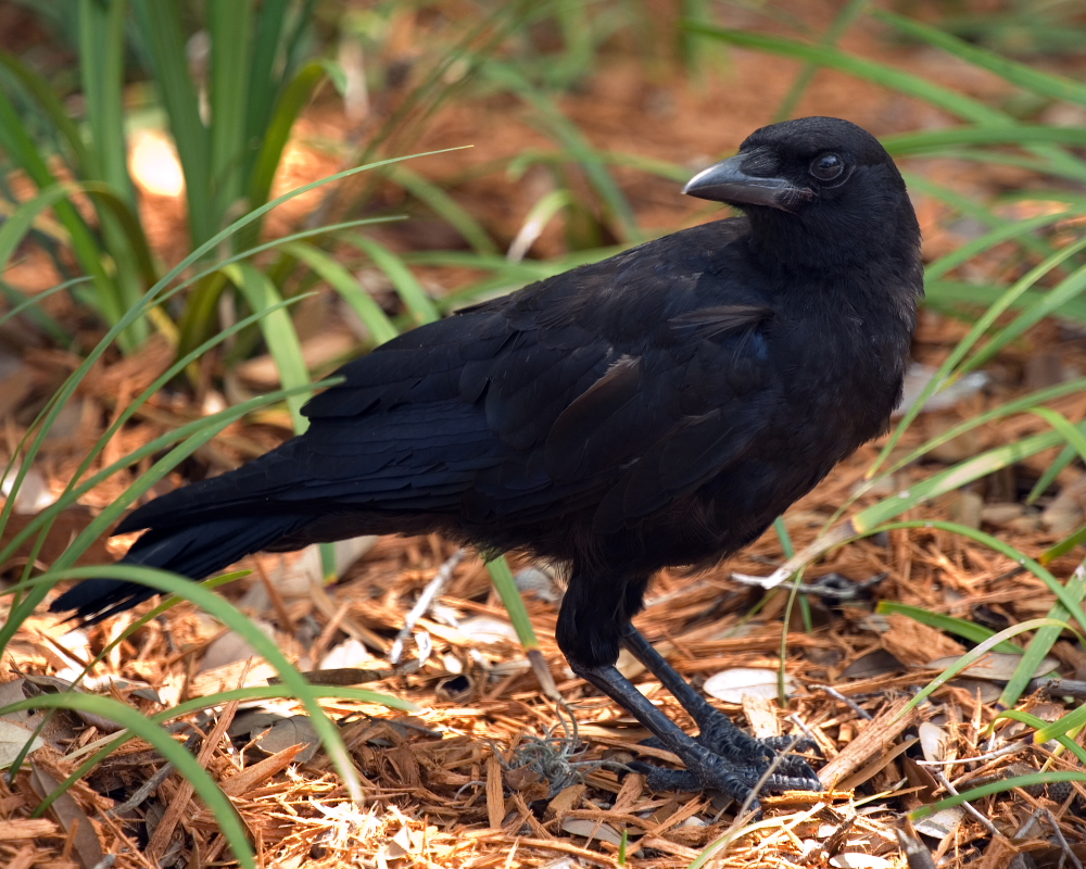 American Crow