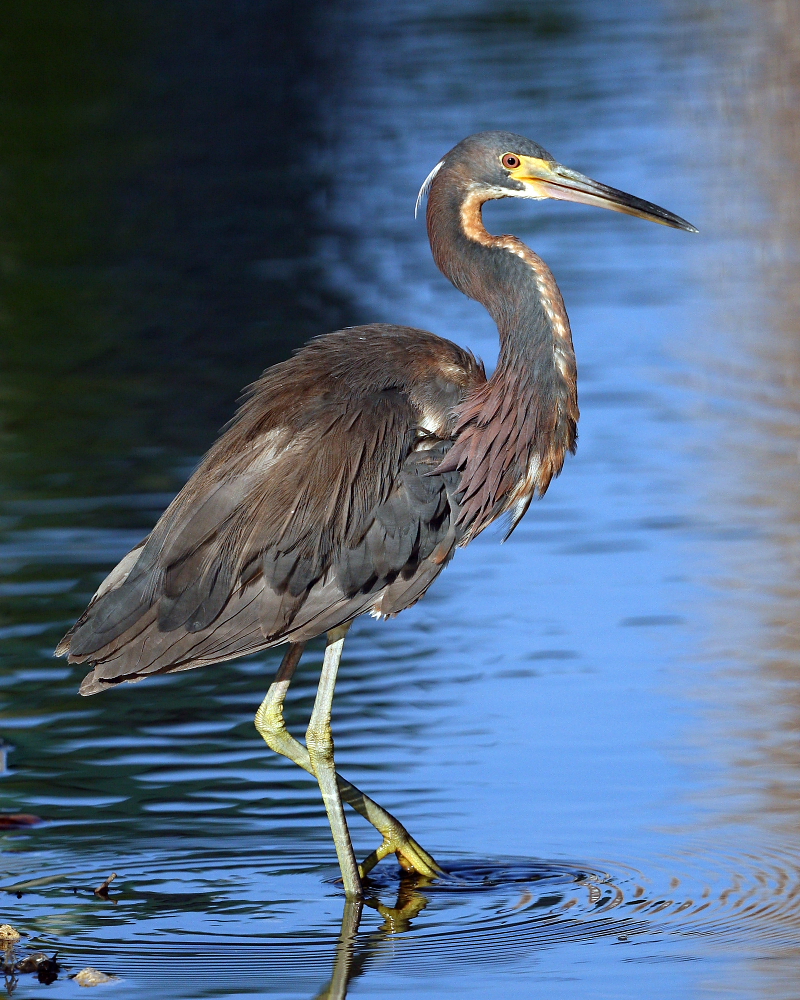 Louisiana Heron