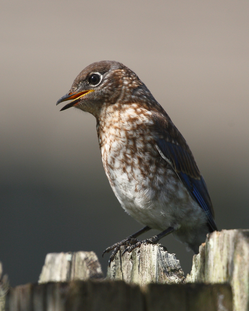 Bluebird Fledgling no.2