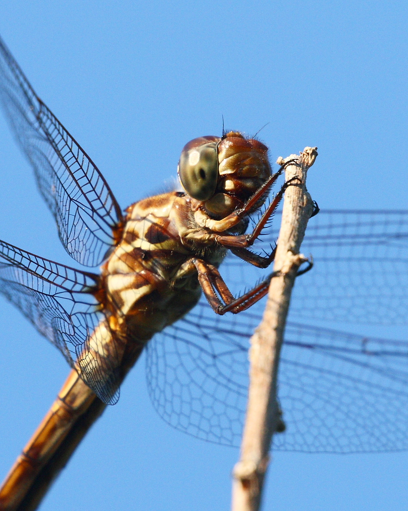  Dragonfly