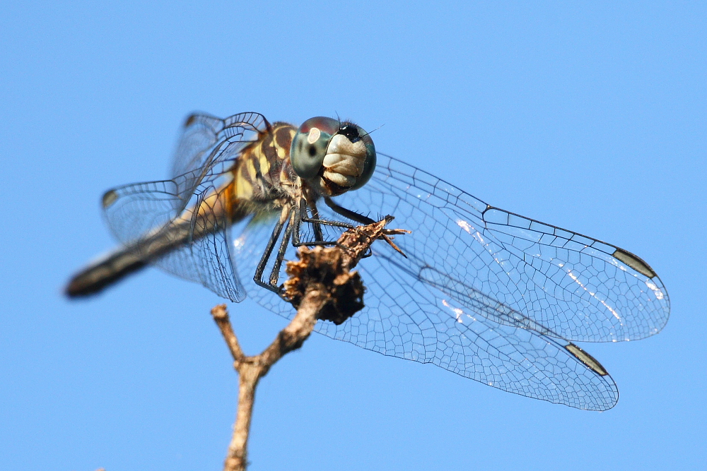 Dragonfly 2