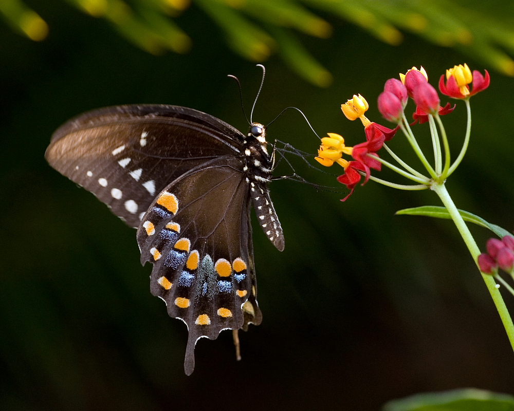 Spicebush Swallowtail feeding