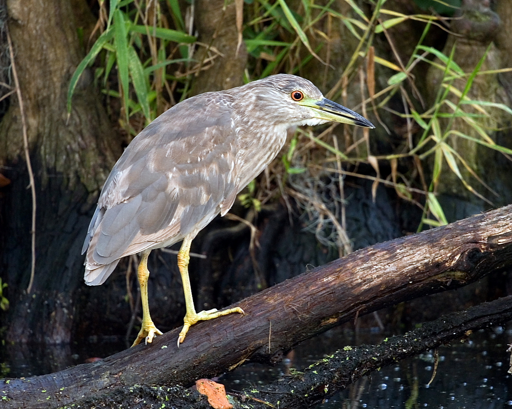 Black-crowned Night-Heron Juvenile