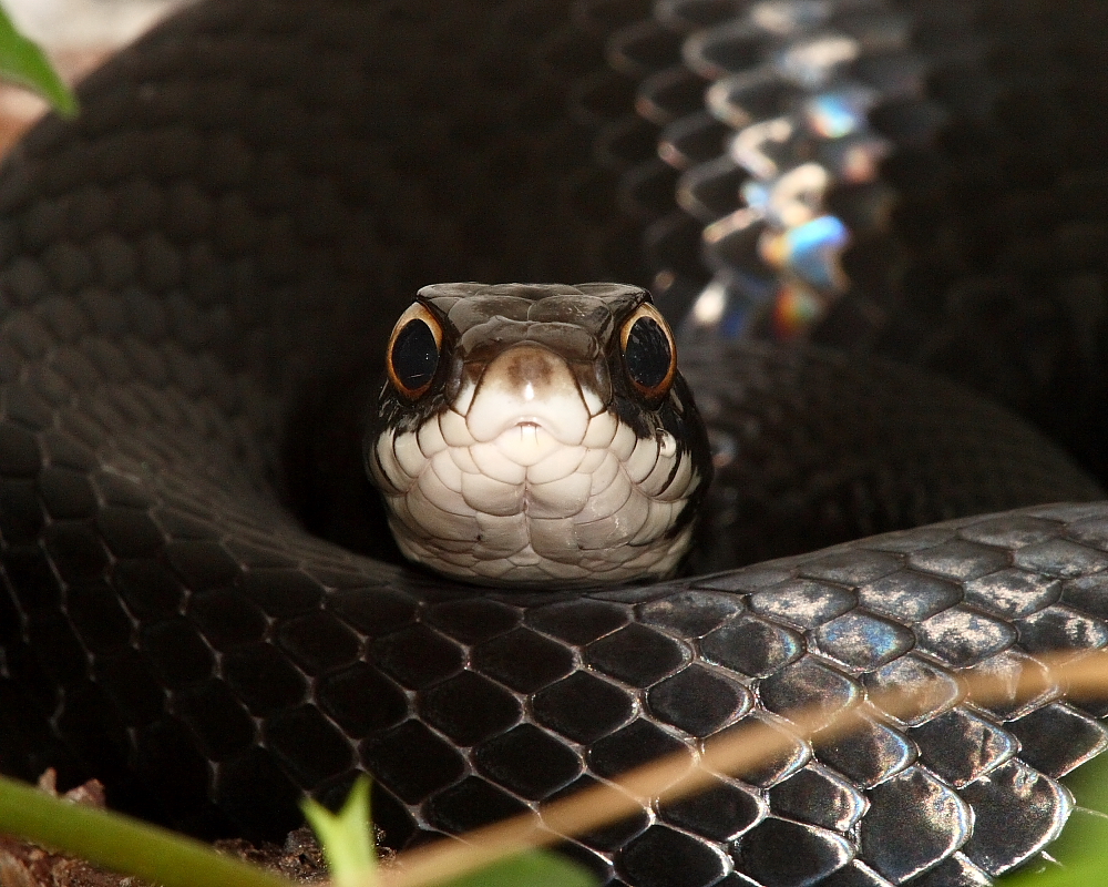 Black Racer stare
