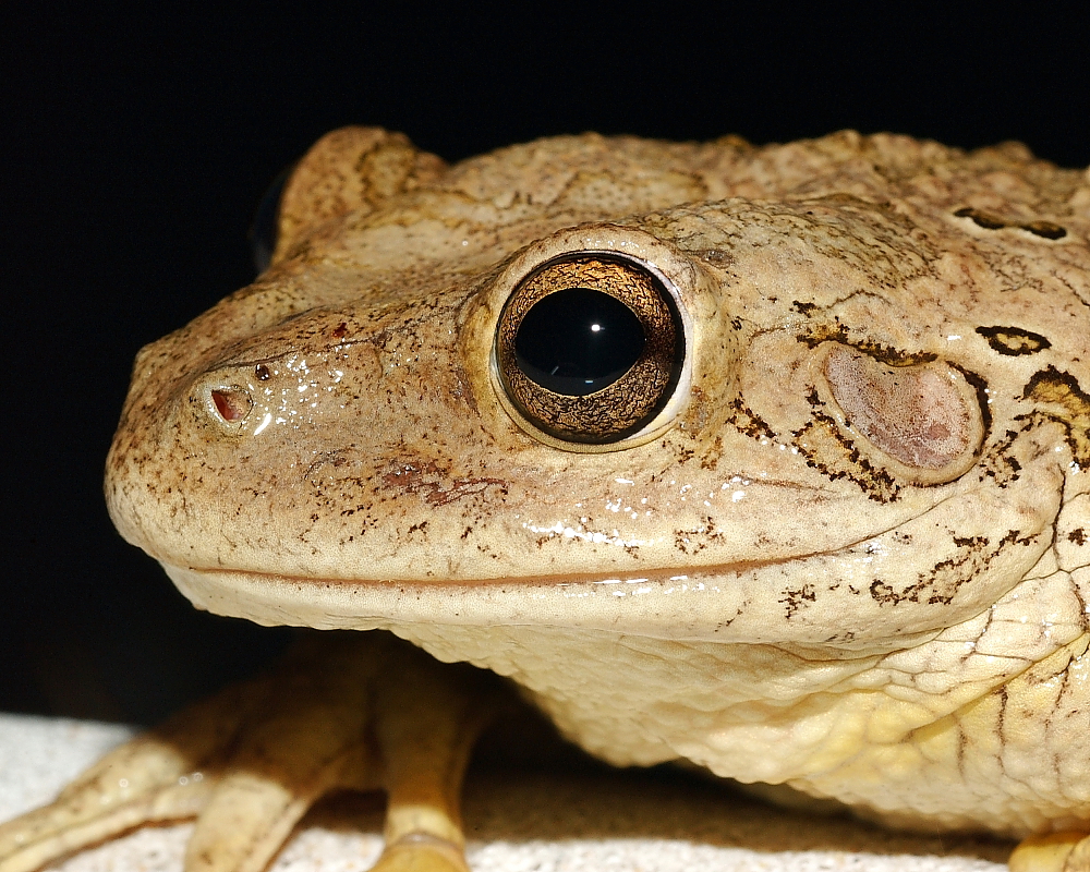 Pool Frog
