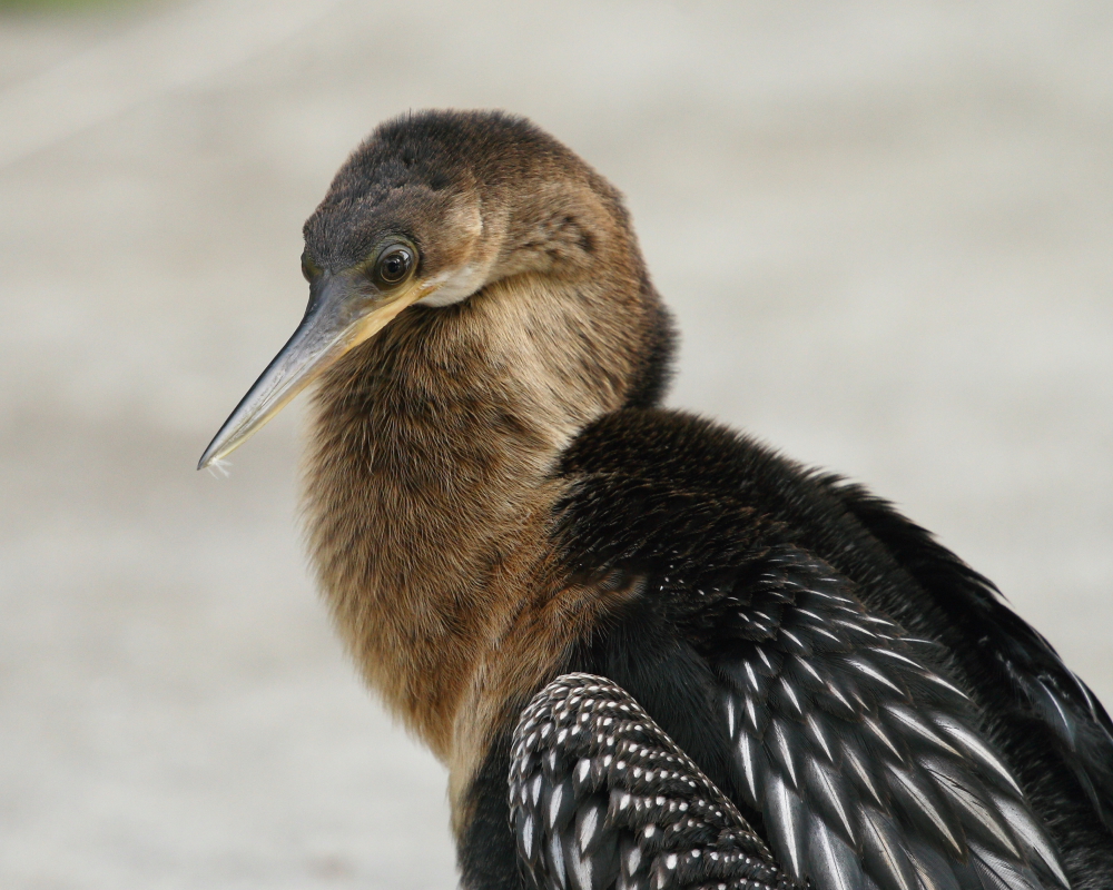 Young Anhinga