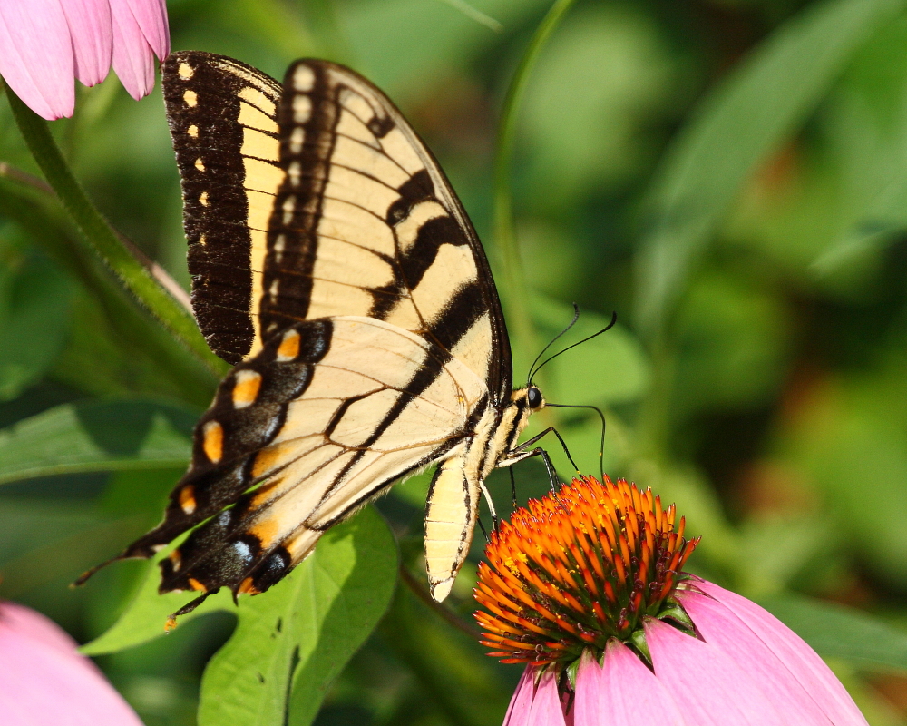 The Butterfly and the Flower