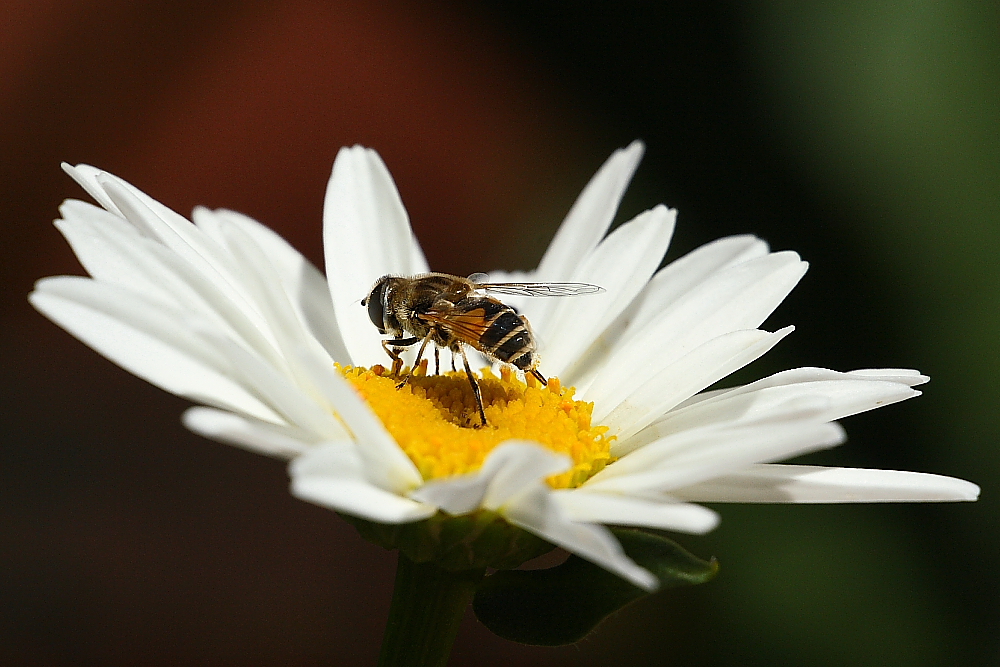 The fly and the flower