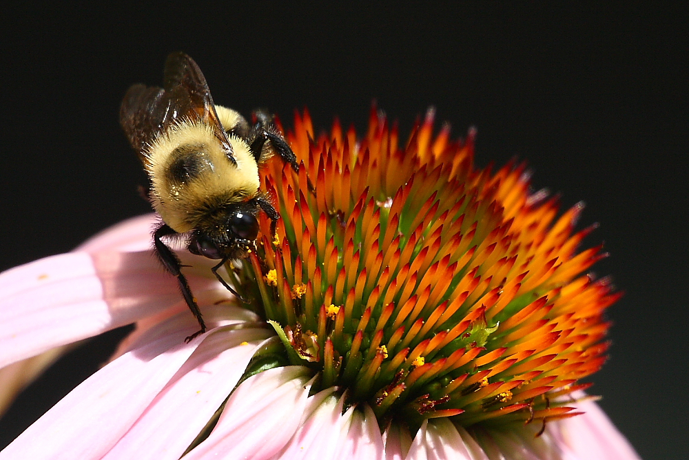 Picky cone flower and bee