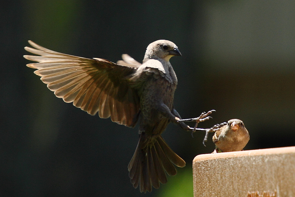 cowbird landing