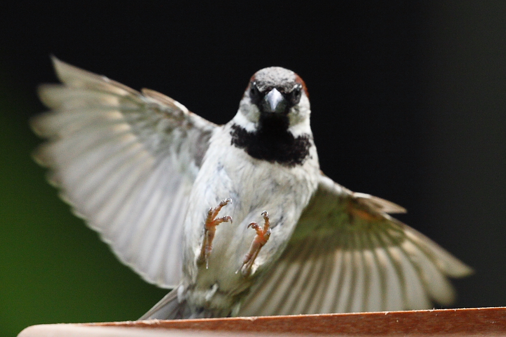 Sparrow talons?