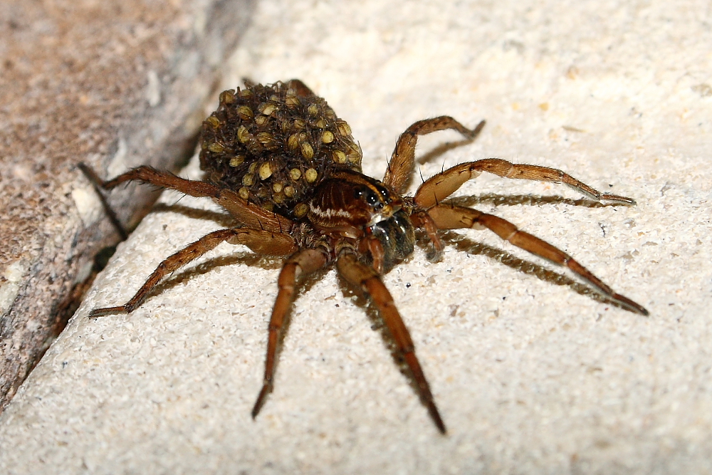 Spidermom, Spidermom...