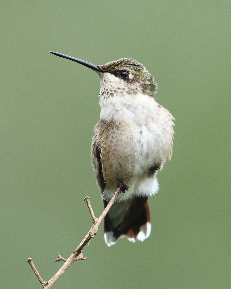 Perching Mom