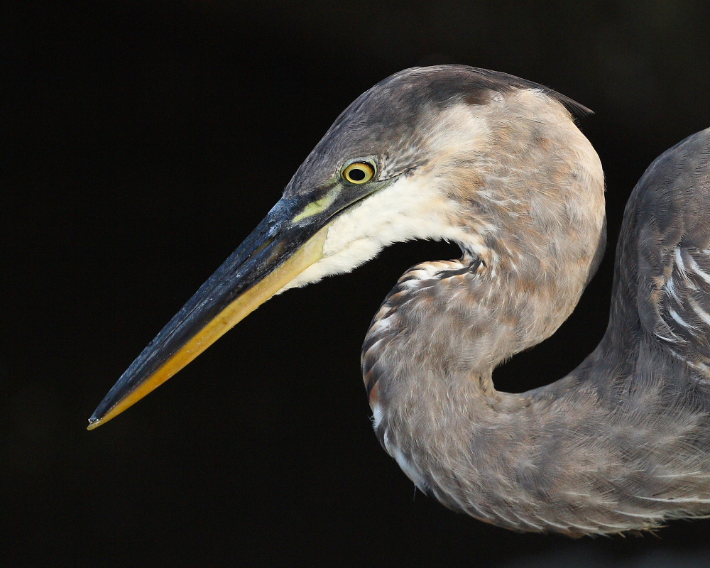 Great Blue blunder
