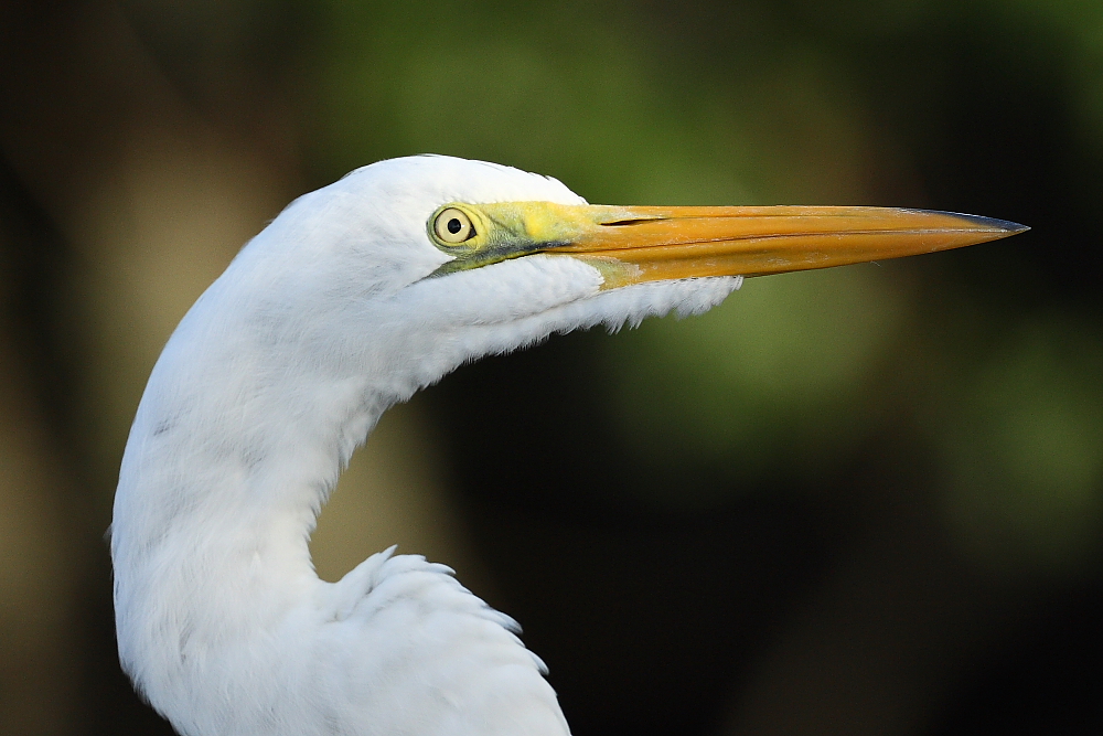 Great Egret profile
