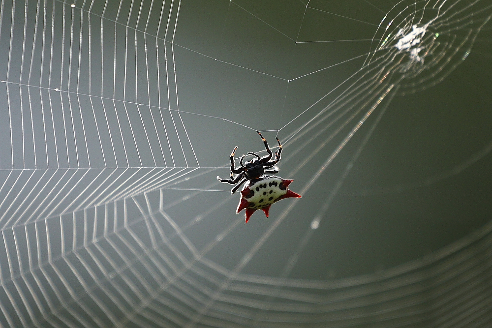 Another day... another web