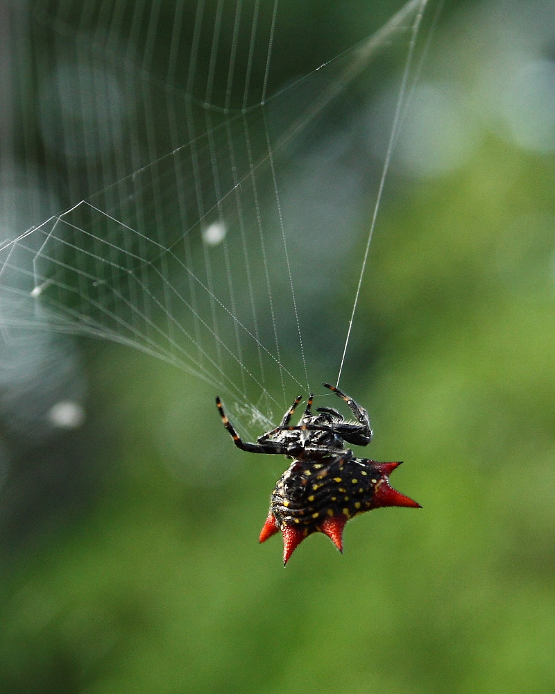 Spiney Orb parachute lines