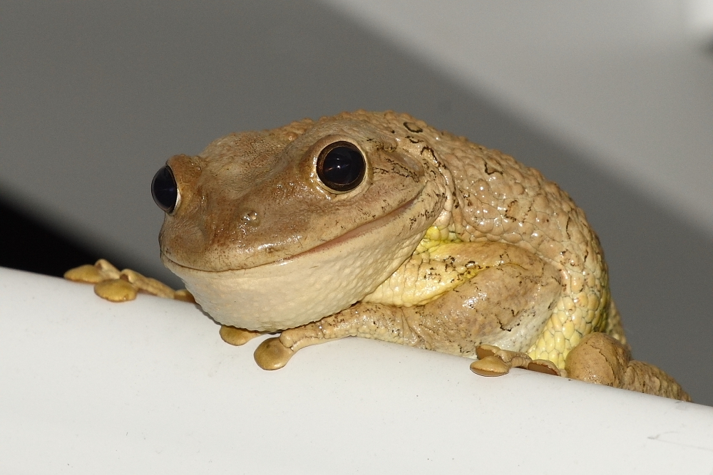 Cheshire Frog