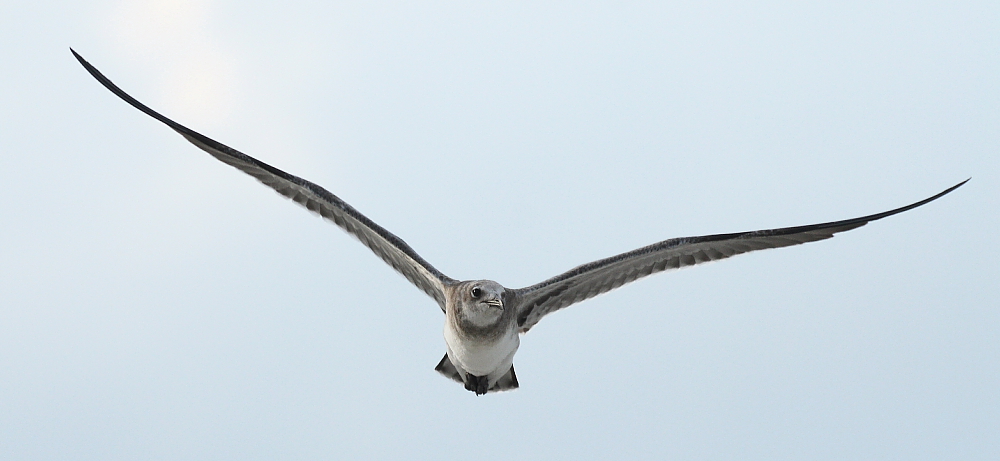 Elegant Flyer