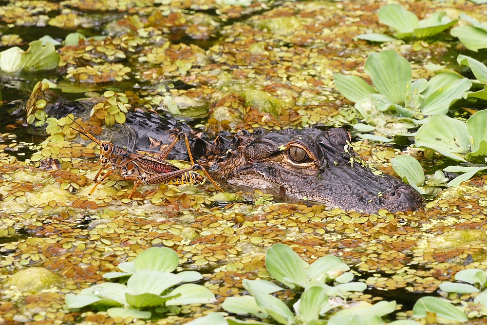 Big hopper..little Gator